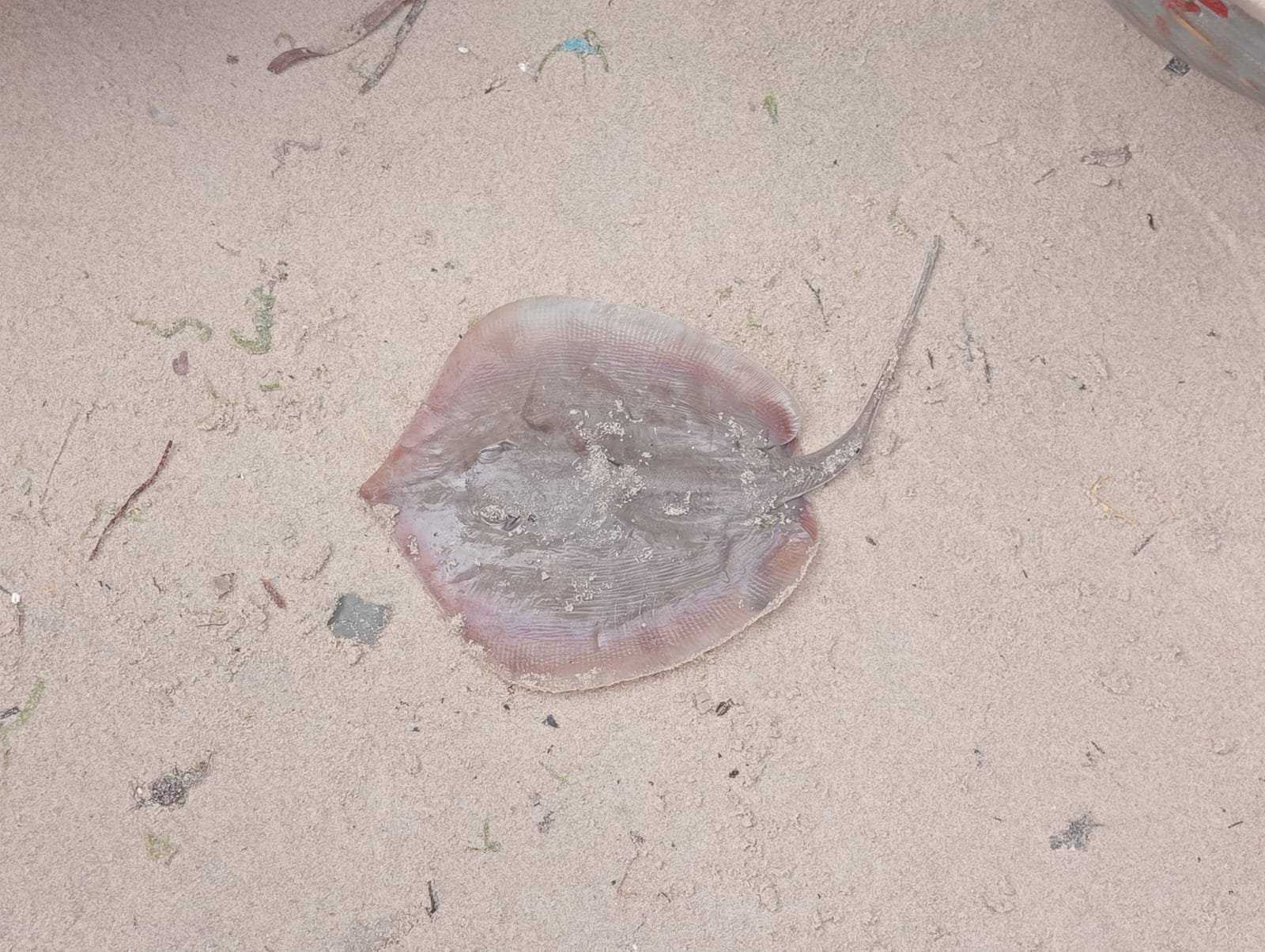 Marine Observation Image 2