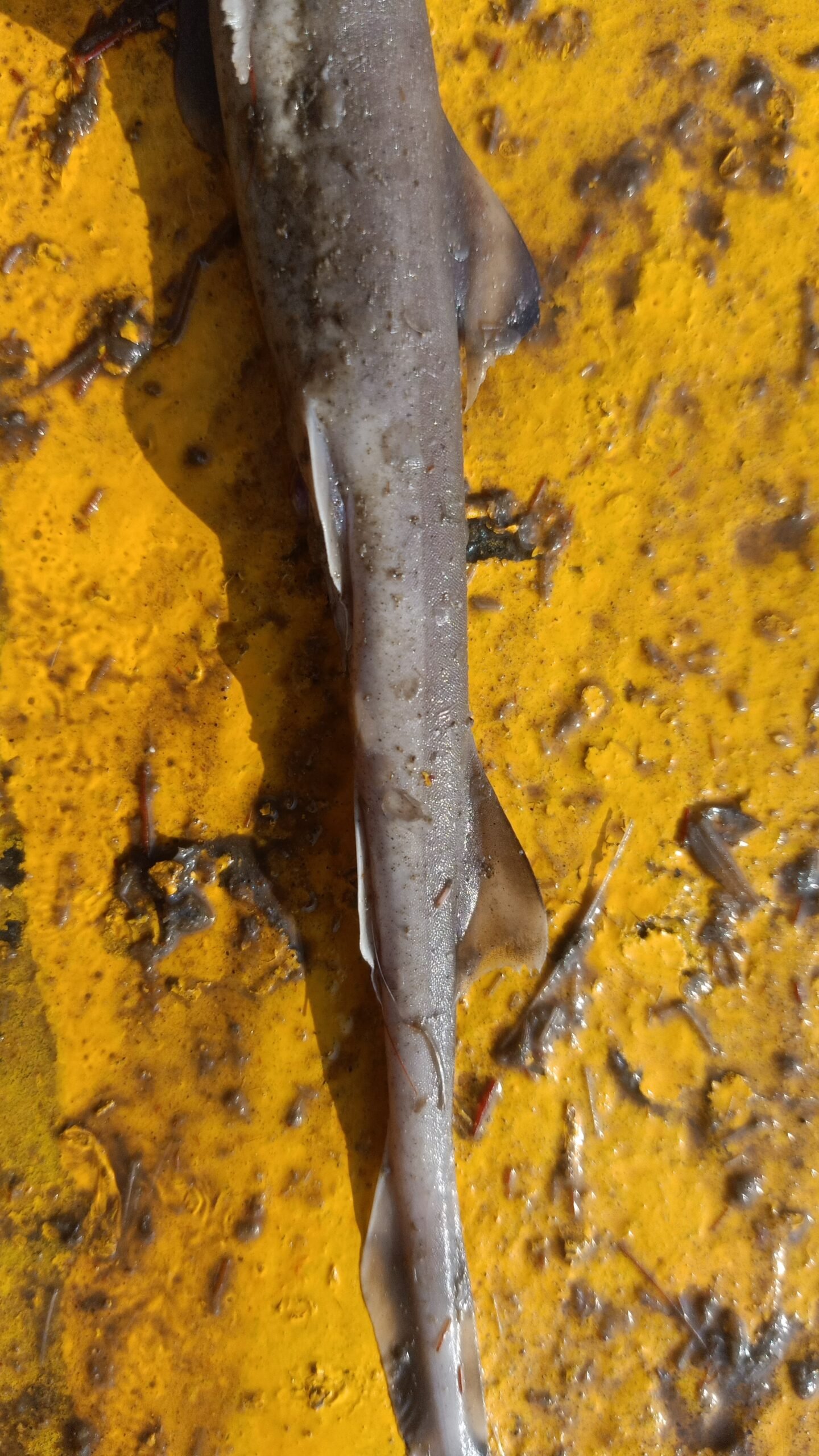 Marine Observation Image 3
