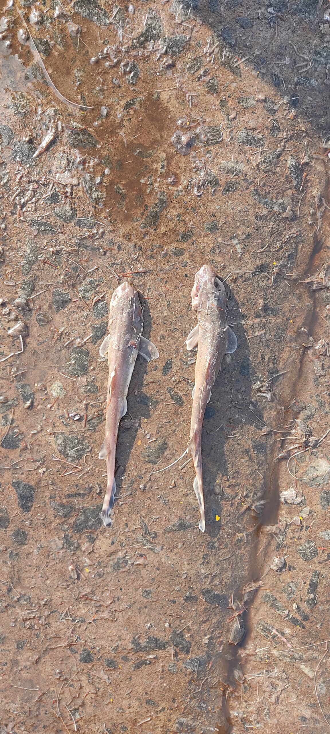 Marine Observation Image 3