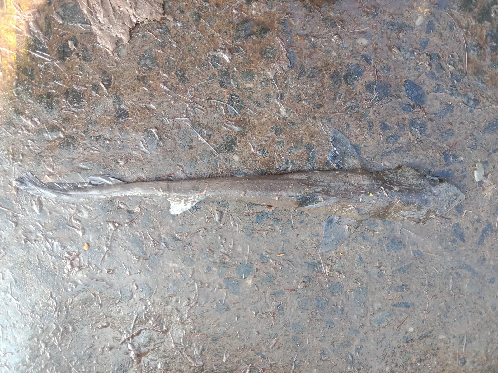 Marine Observation Image 8