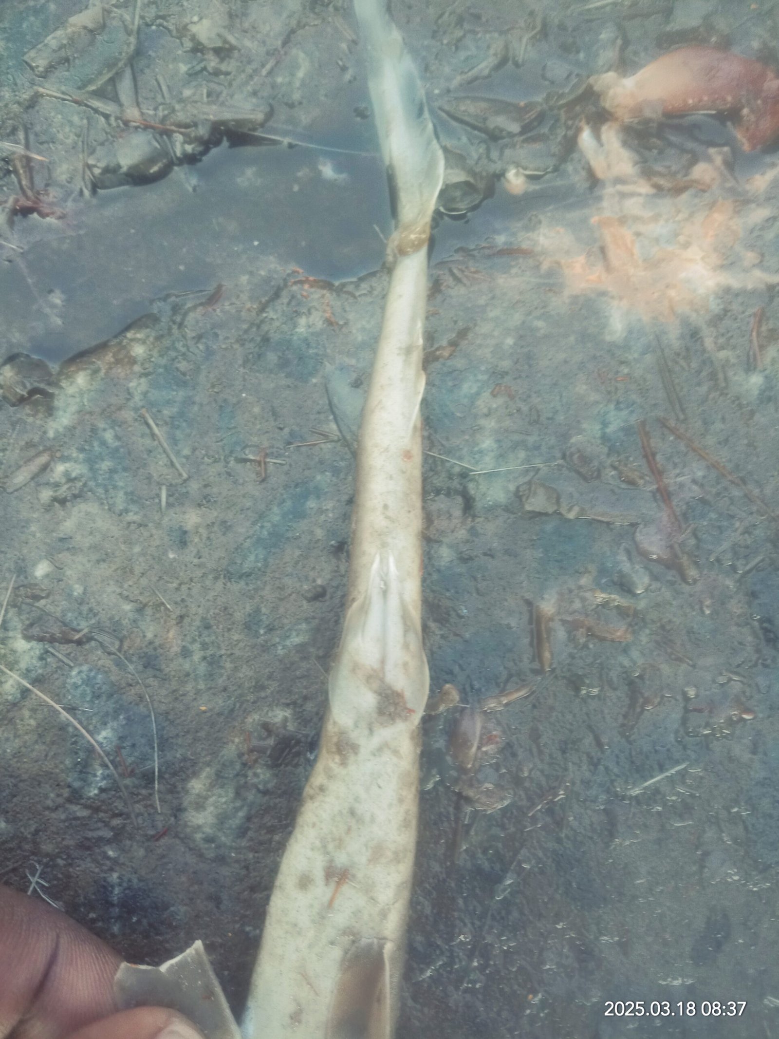 Marine Observation Image 4