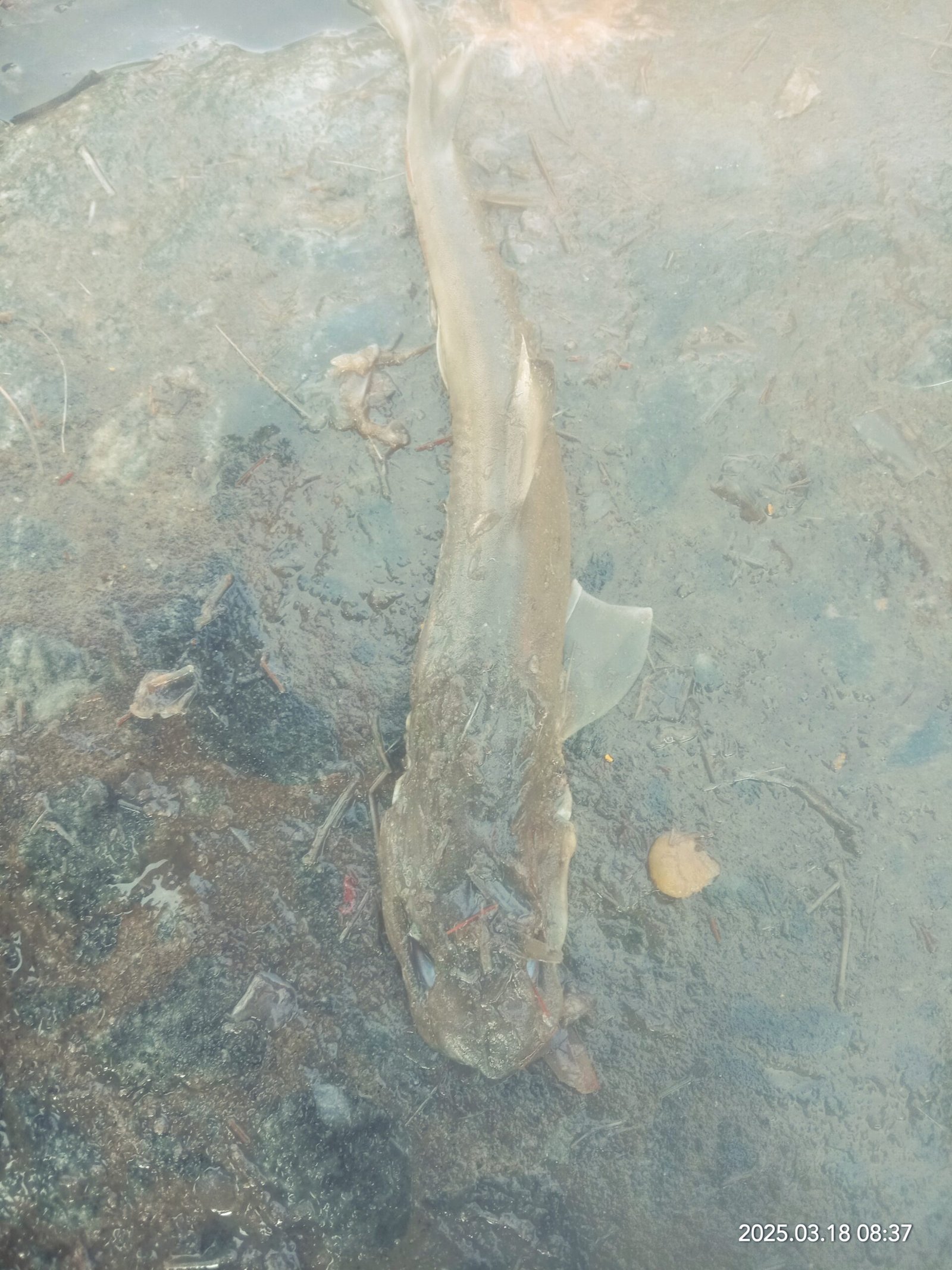 Marine Observation Image 3