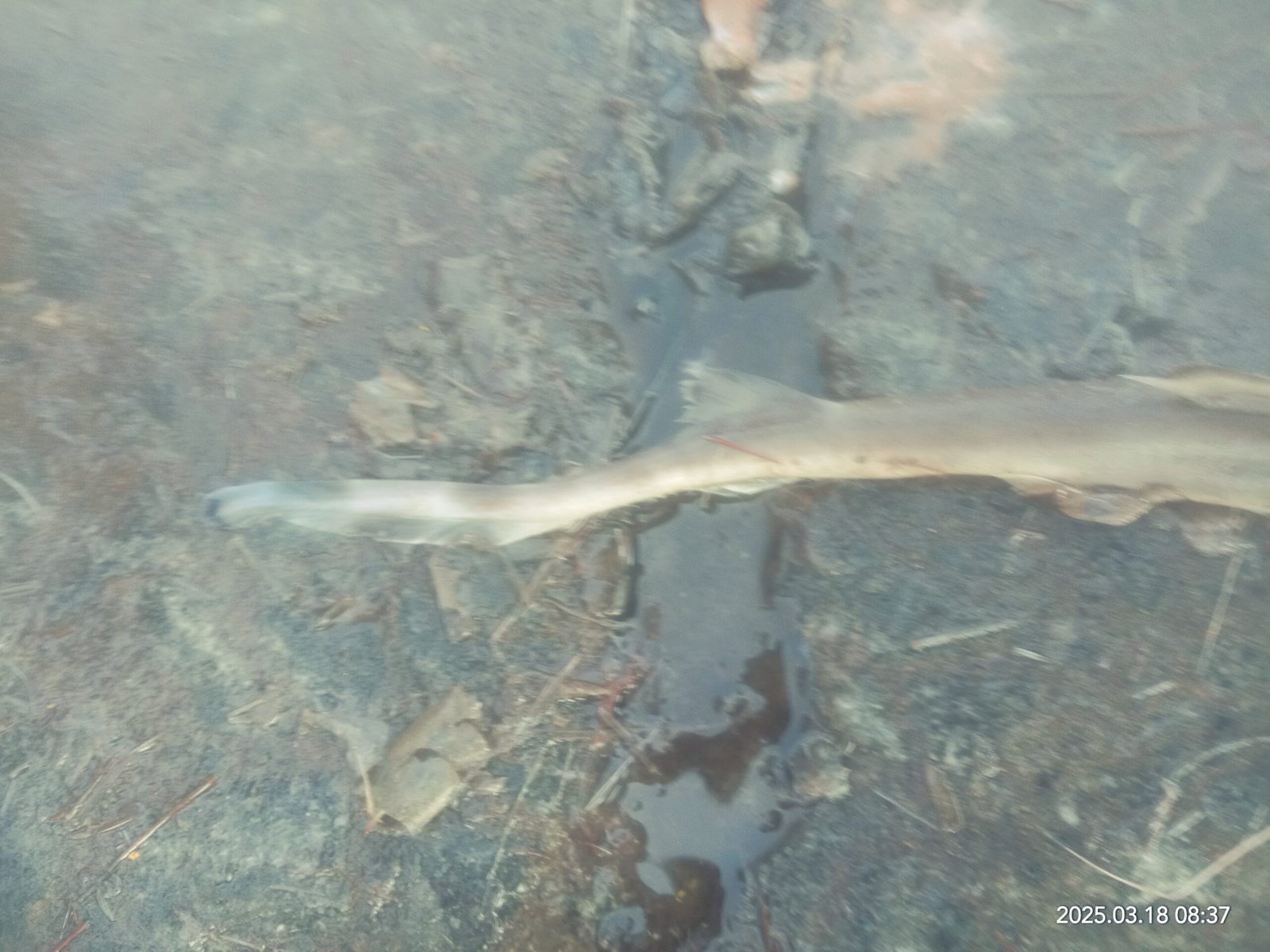 Marine Observation Image 2