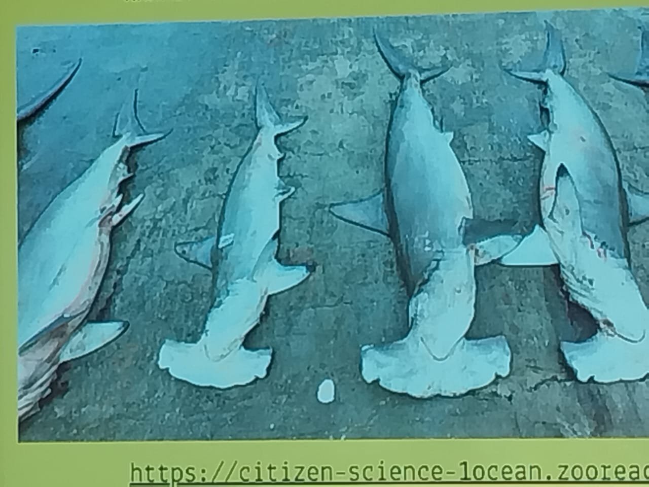 Marine Observation Image 3