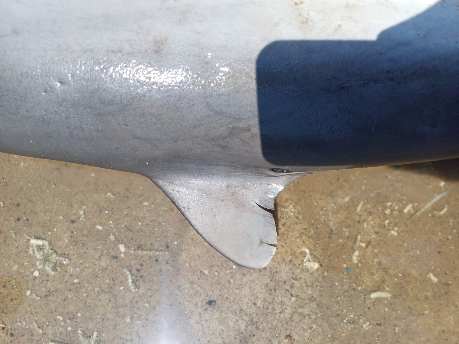 Marine Observation Image 6