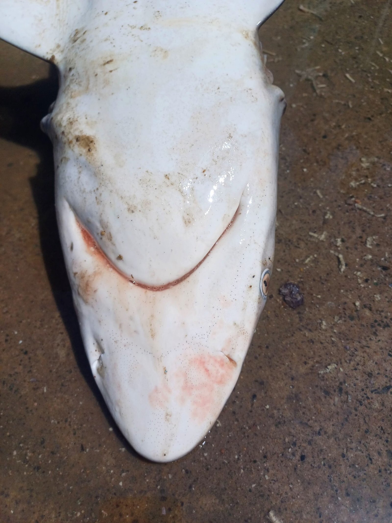 Marine Observation Image 11