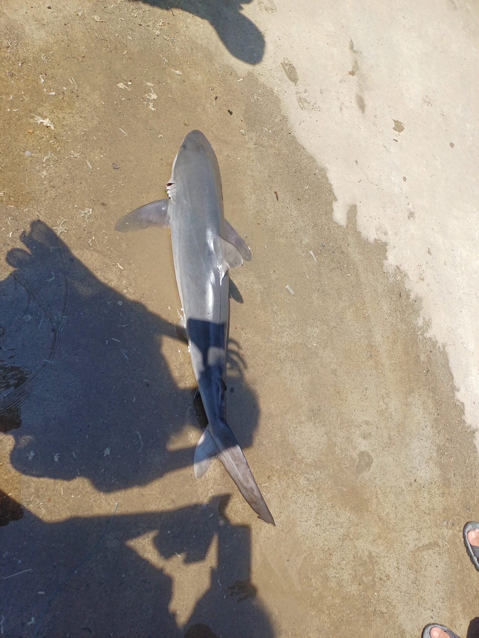 Marine Observation Image 6