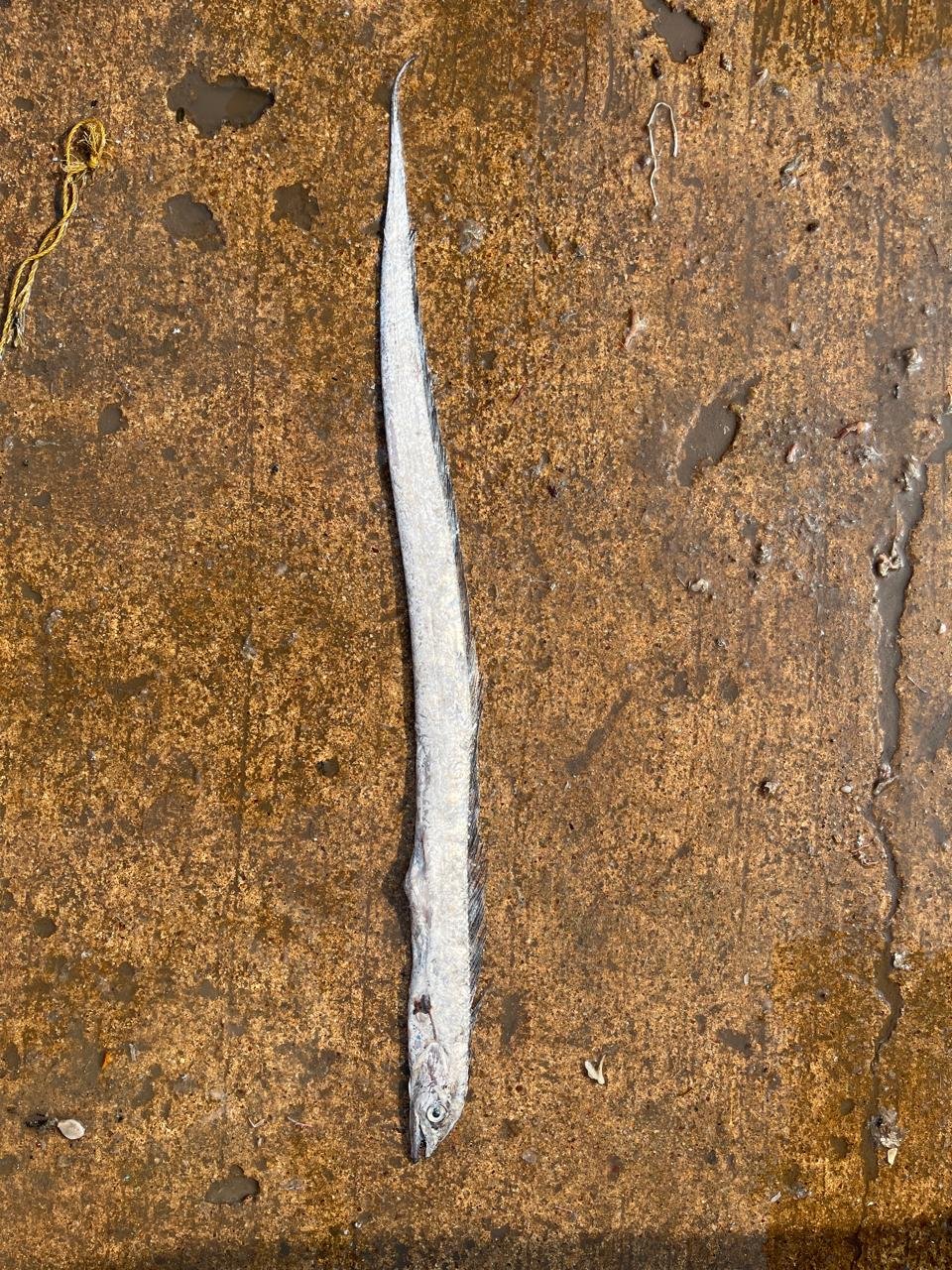 Marine Observation Image 3