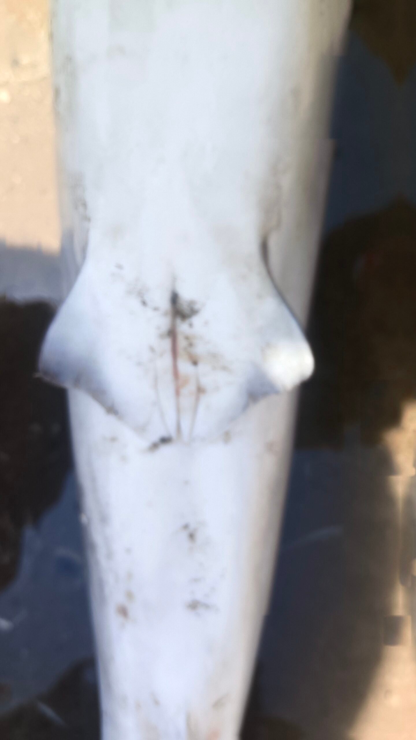 Marine Observation Image 6