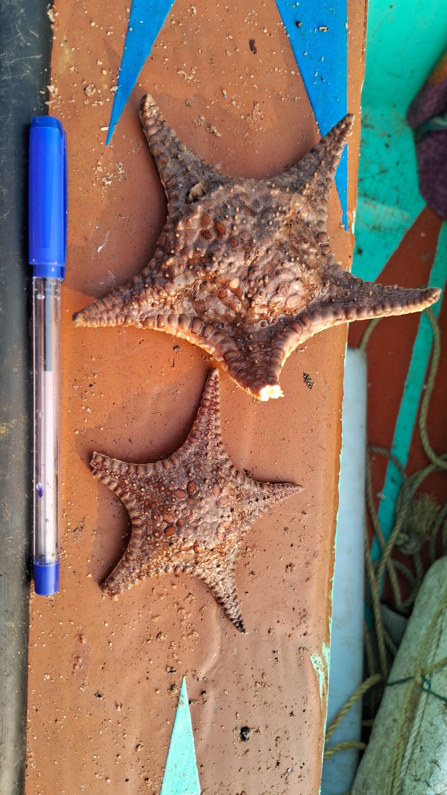 Marine Observation Image 2