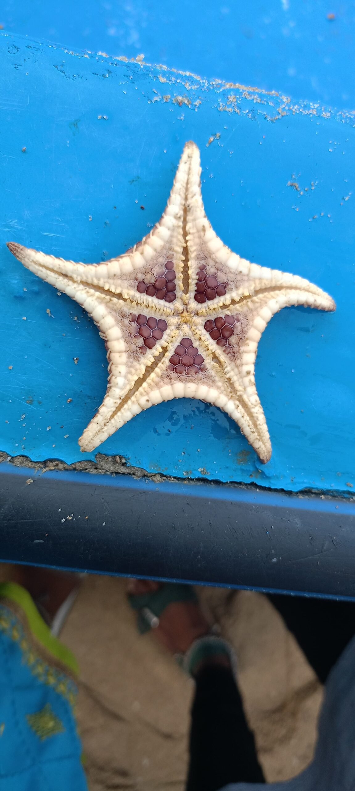 Marine Observation Image 5