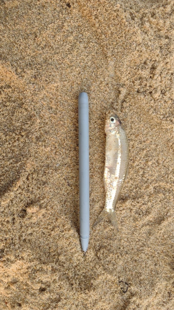 Marine Observation Image 2
