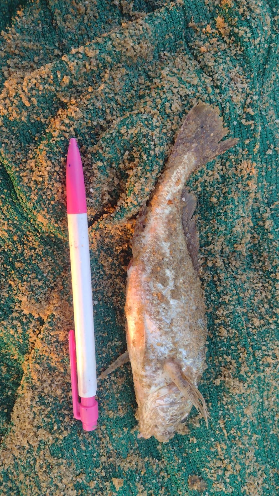 Marine Observation Image 2