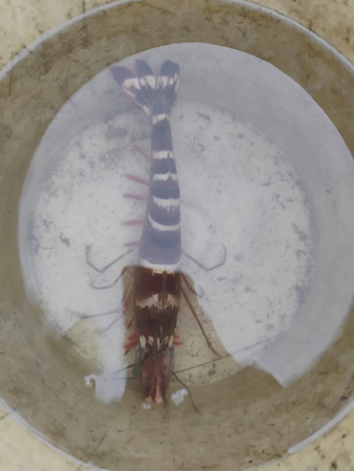 Marine Observation Image 2