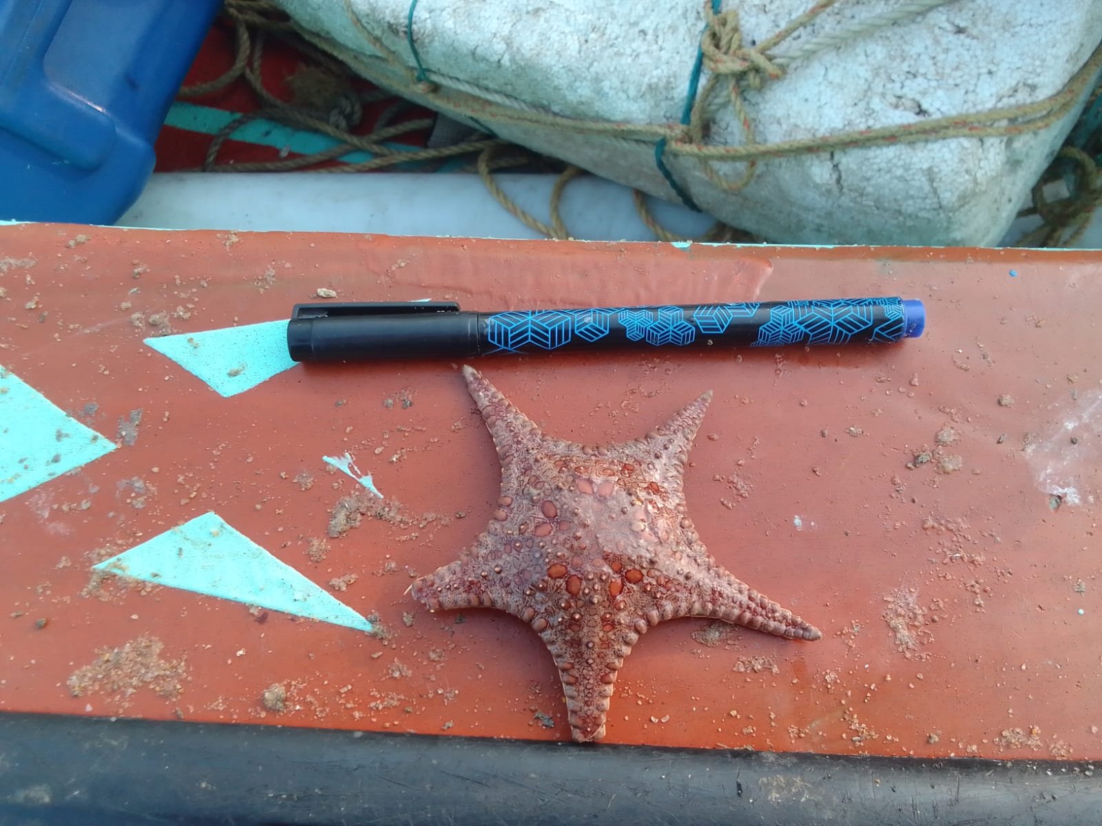 Marine Observation Image 2