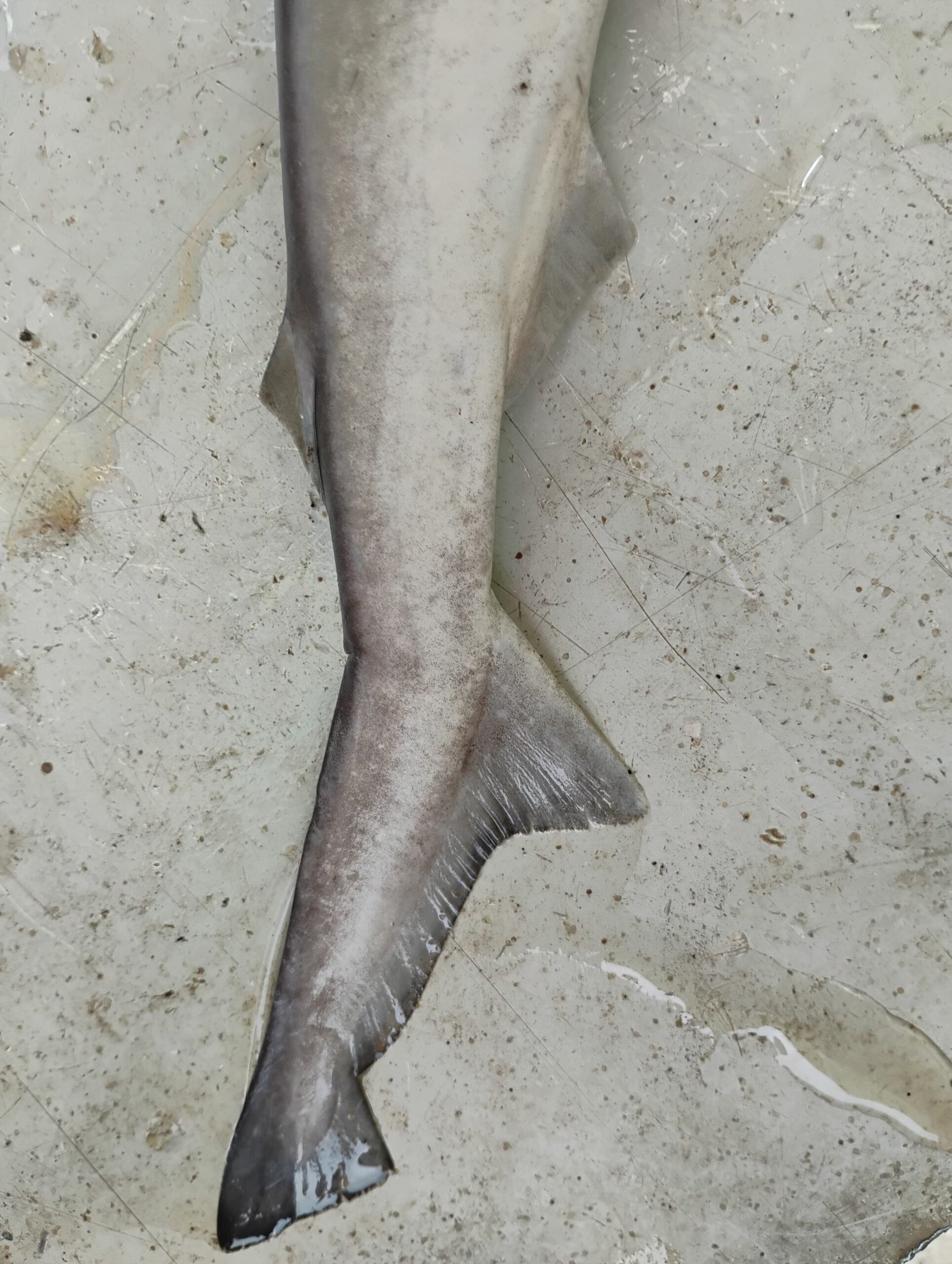 Marine Observation Image 5