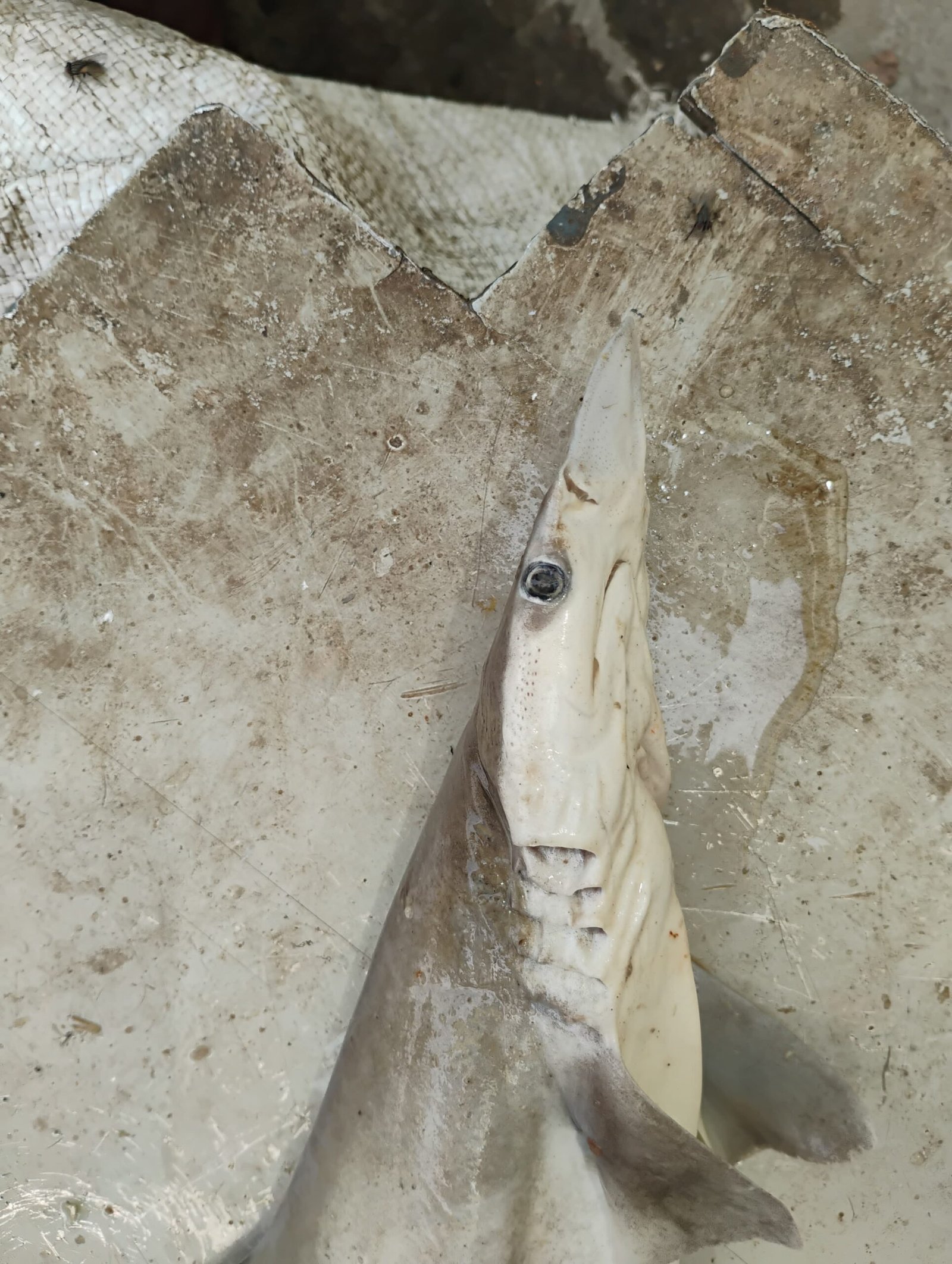 Marine Observation Image 6