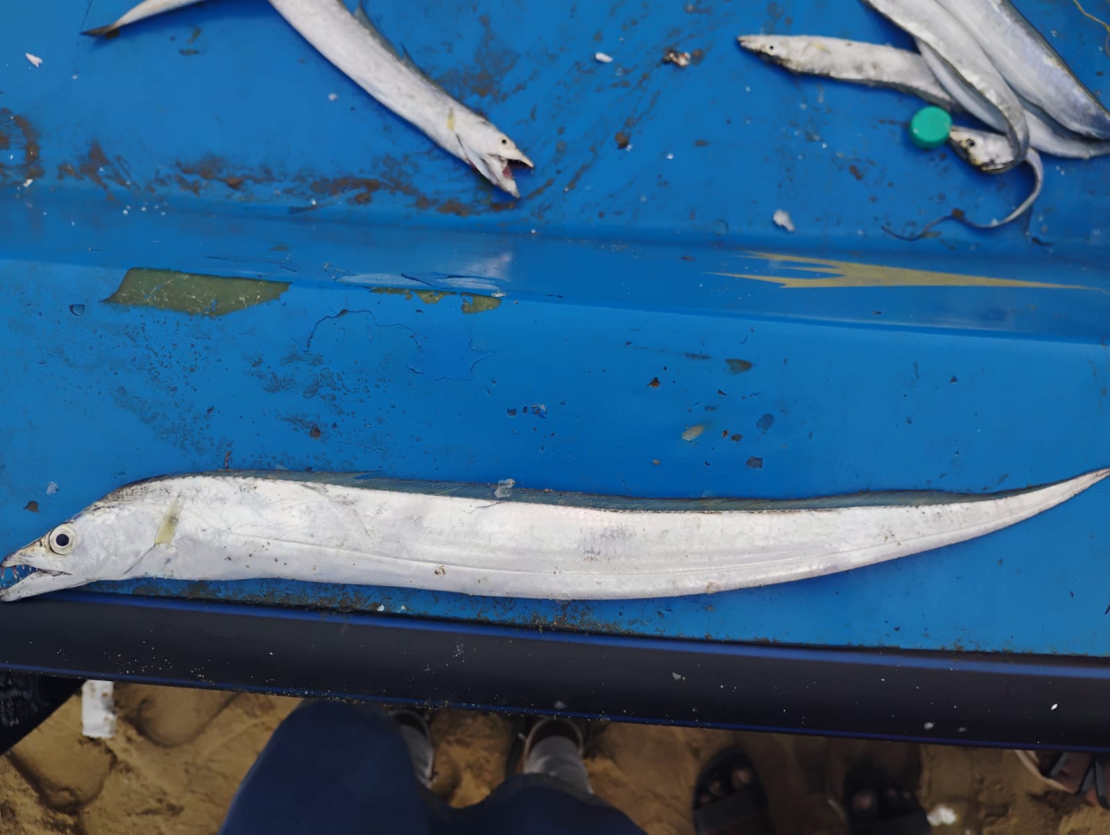 Marine Observation Image 2