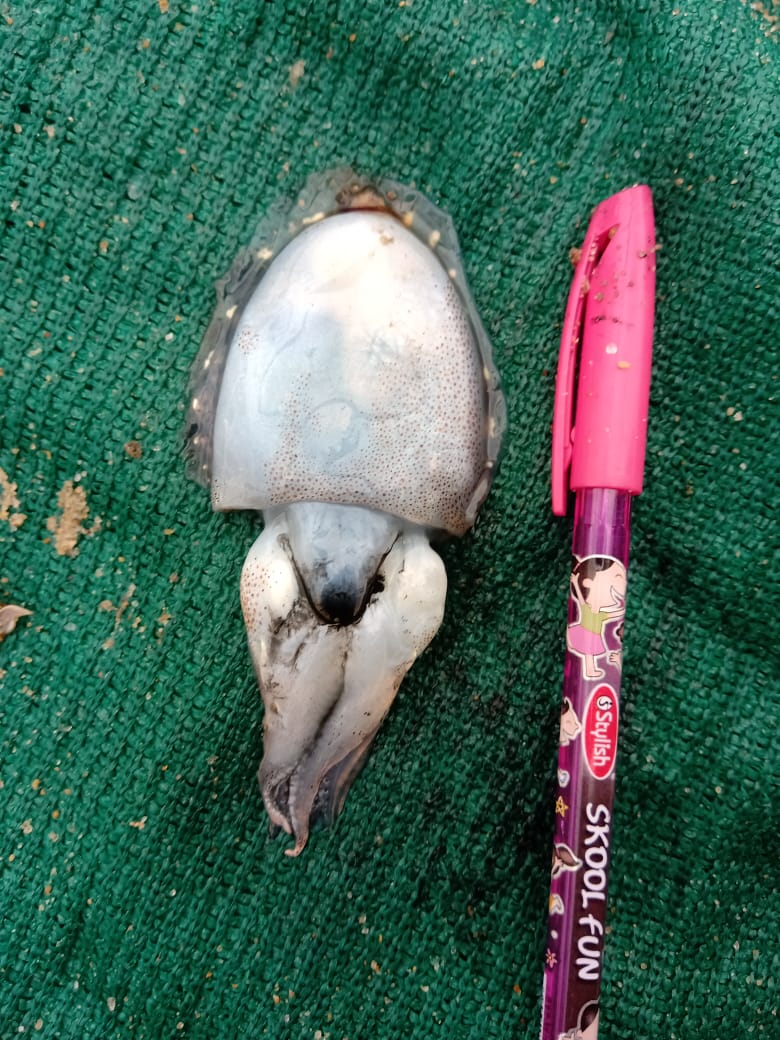 Marine Observation Image 2