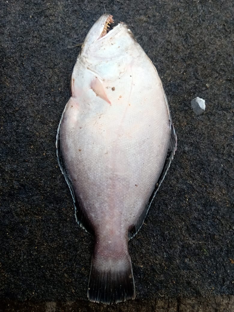 Marine Observation Image 2