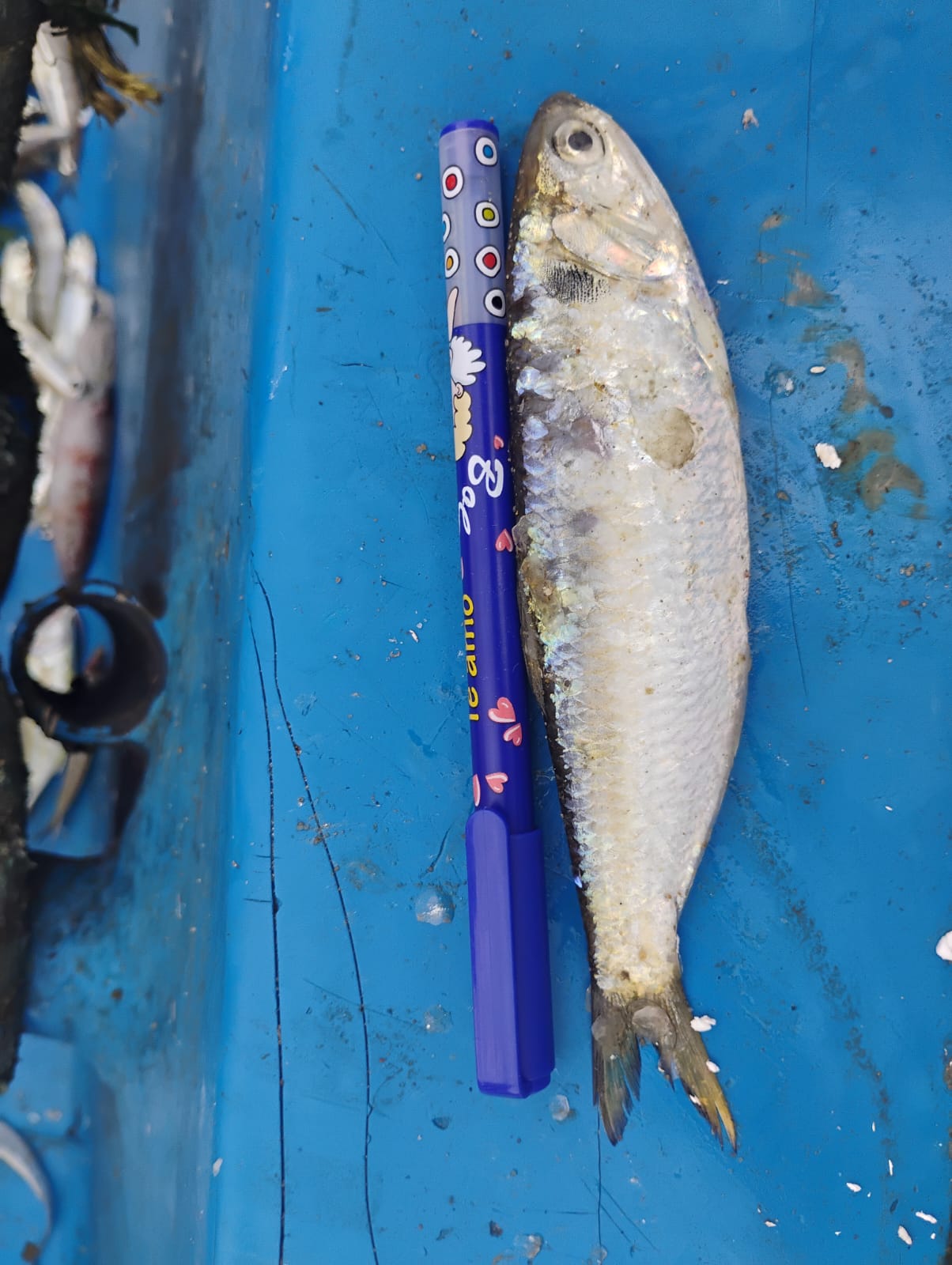 Marine Observation Image 2