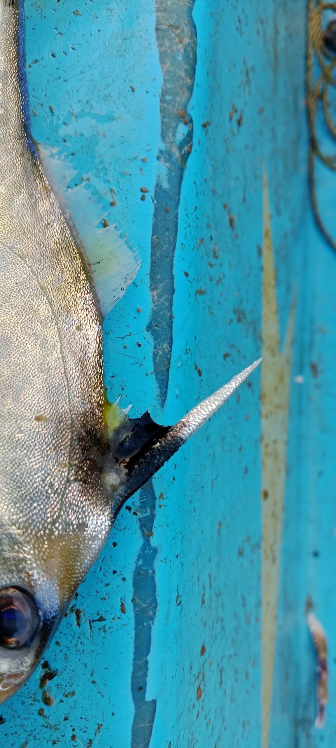 Marine Observation Image 2
