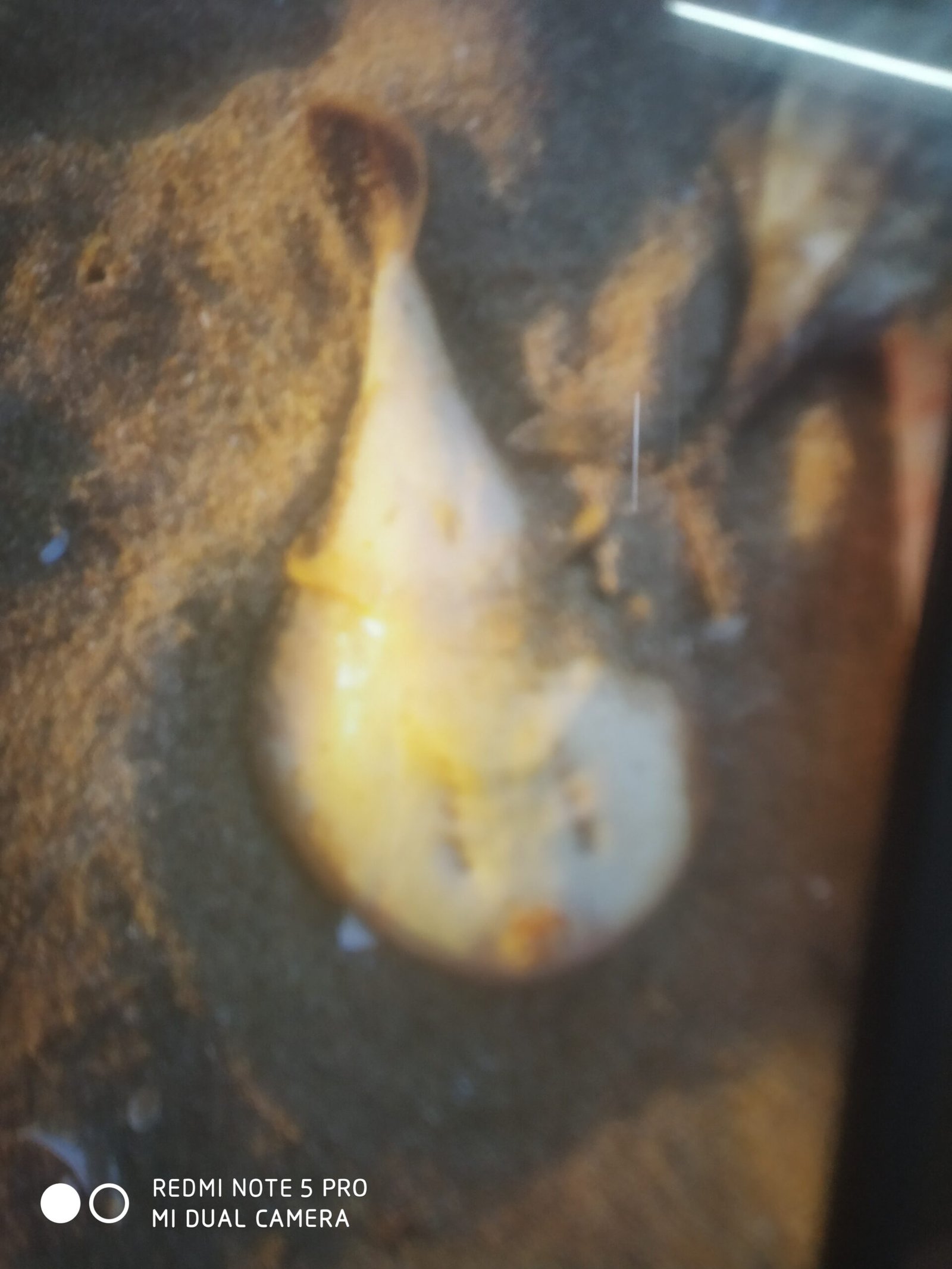 Marine Observation Image 3