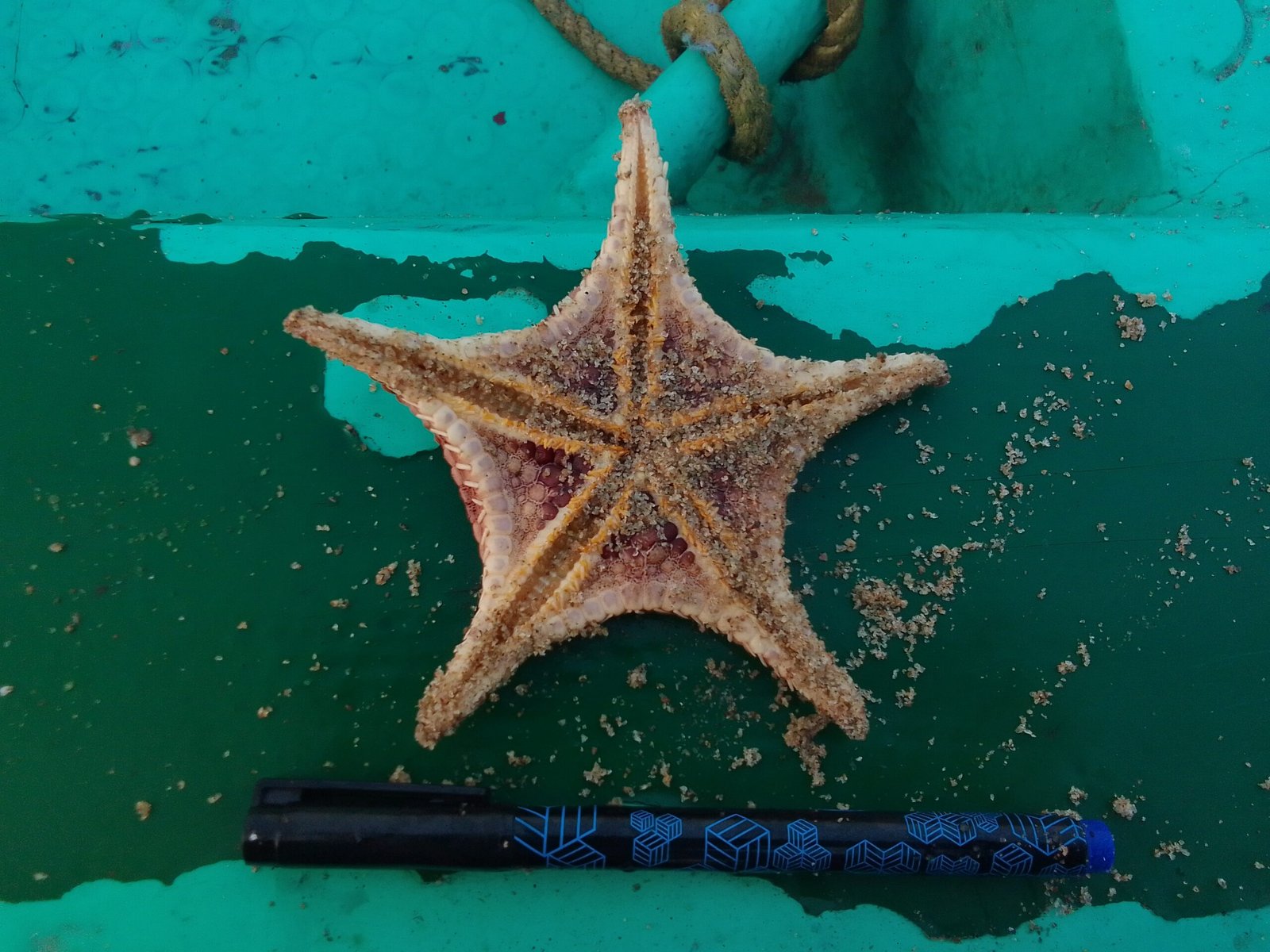 Marine Observation Image 2