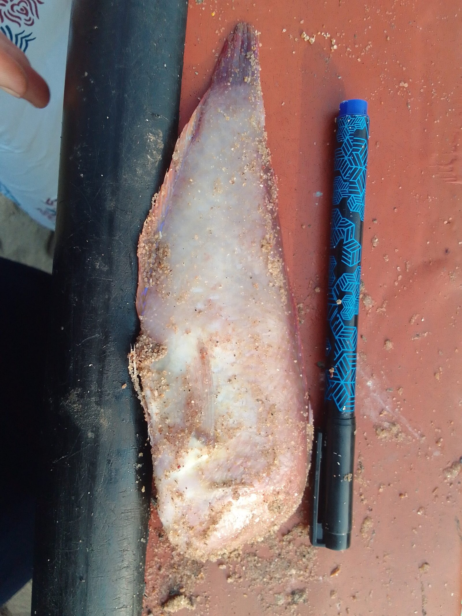Marine Observation Image 2