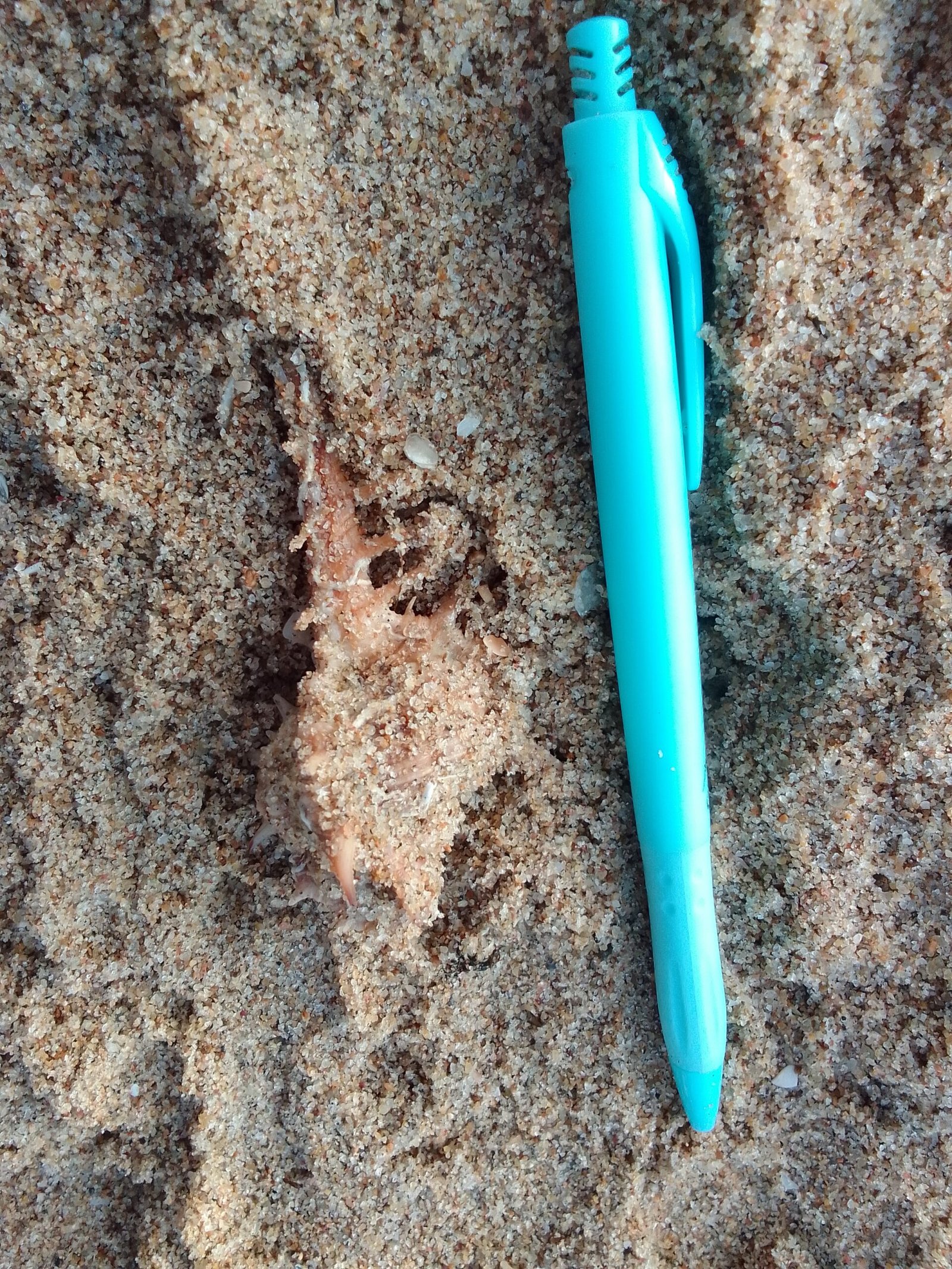 Marine Observation Image 2