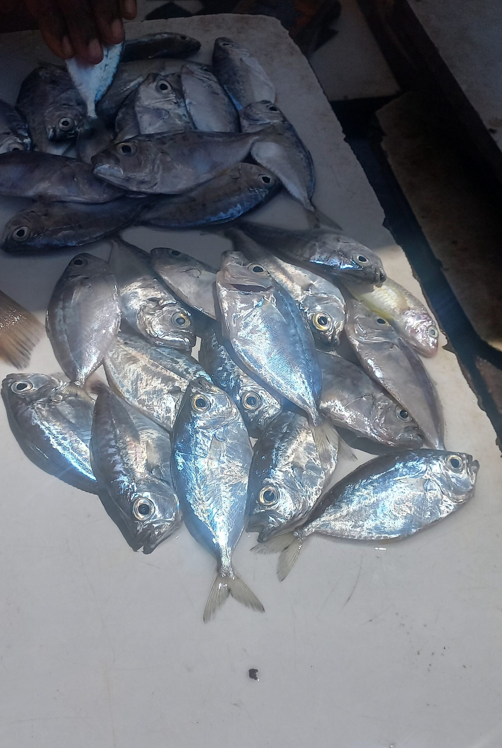 Marine Observation Image 2