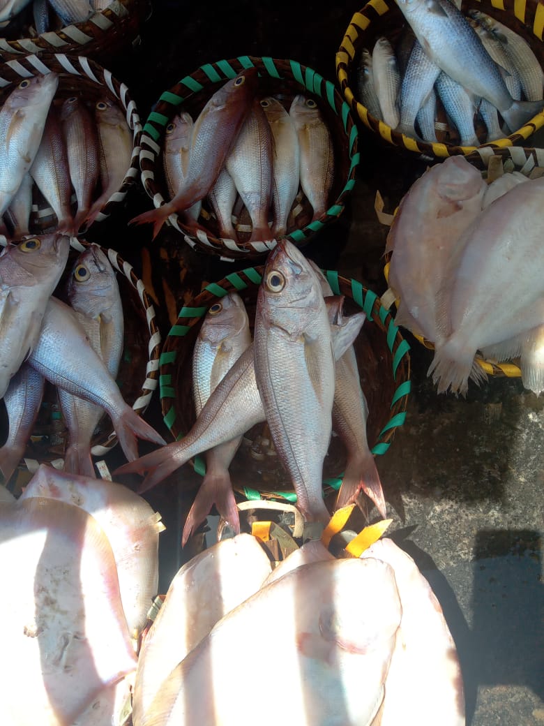 Marine Observation Image 2