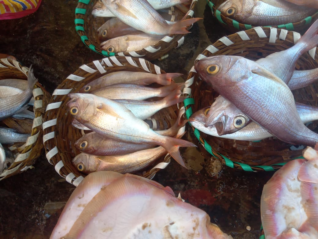 Marine Observation Image 2