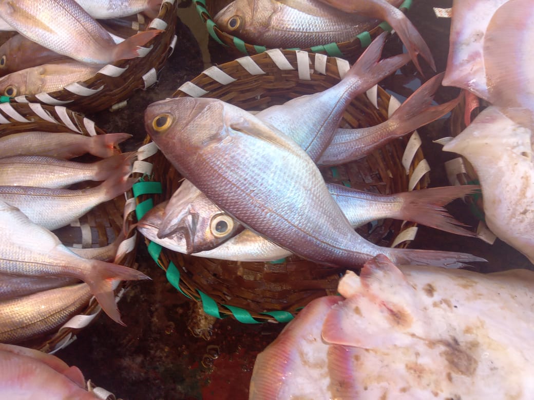 Marine Observation Image 3