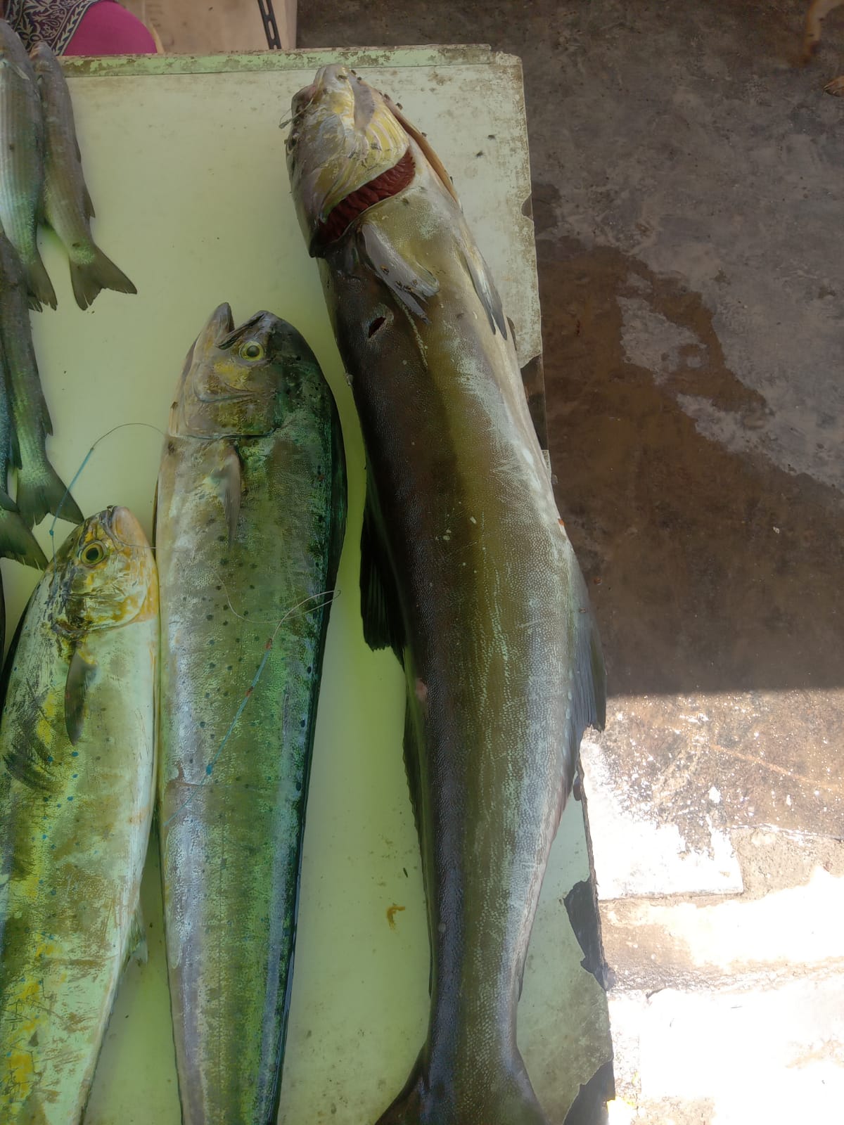 Marine Observation Image 2