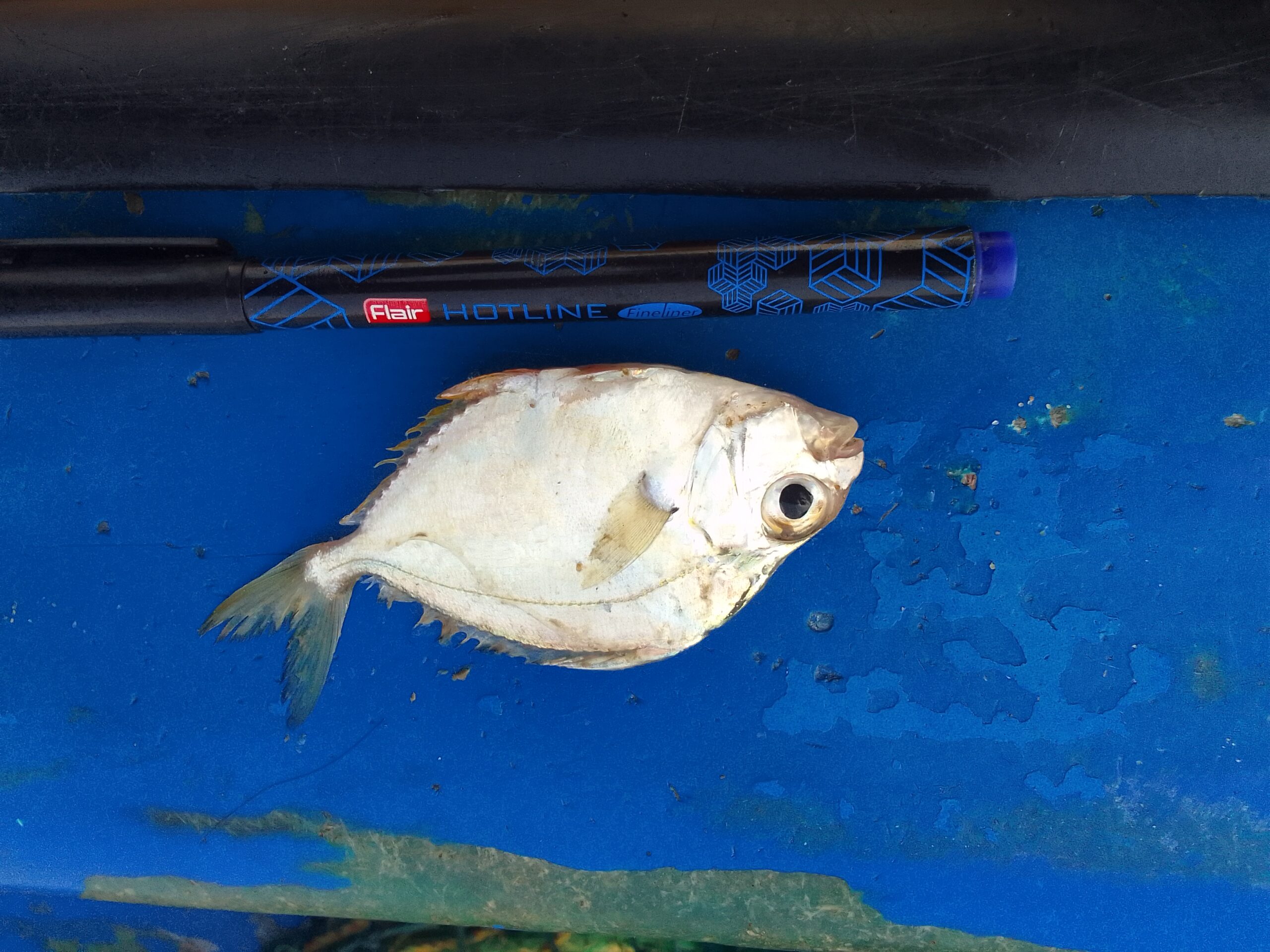 Marine Observation Image 2