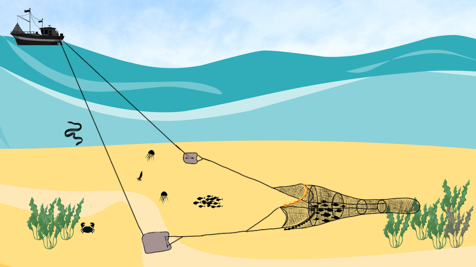 Trawl Net:  A large closed funnel-shaped net that has floats and weights to keep the net open and is pulled across the water behind a mechanised boat